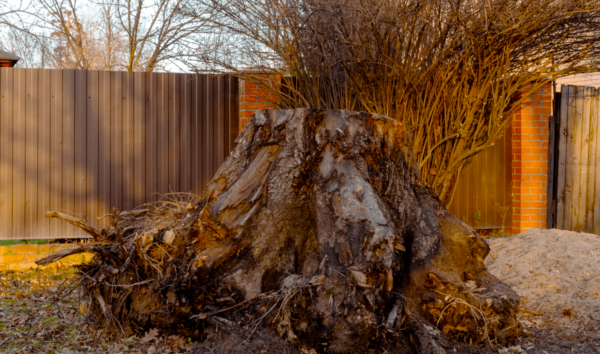 SMALL TREE REMOVAL